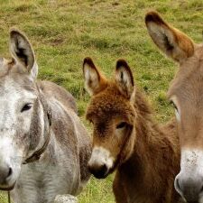 donkeys-218069_1920 donkeys-218069_1920