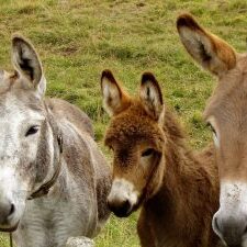 donkeys-218069_1920