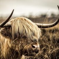 highland-cow-2651220_1920